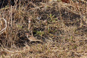 Spring. Sparrows feed on the lawn.