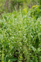 Lithospermum arvense, field gromwell, corn gromwell, or bastard alkanet to meadow in summer close up. Collecting medicinal herbs for non-traditional medicine. Soft focus