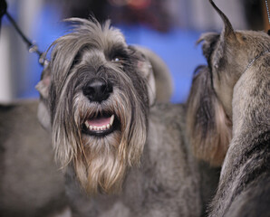 Cute mittel schnauzer dogs on a dog show