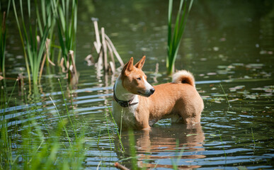 Cute bassenji dog in water
