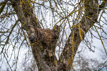 Bird made a nest on a tree, bird's nest close-up