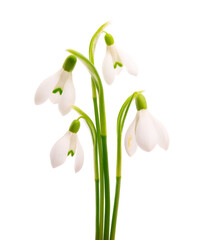Snowdrop flowers isolated on white background. Beautiful spring flowers.