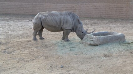 Fototapeta premium Rhino at San Diego zoo