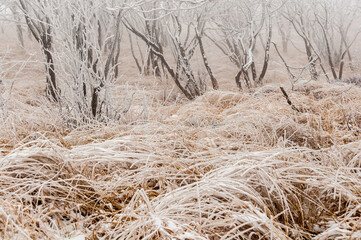 First snow on Bukowe Berdo, Muczne, Bieszczady Mountains