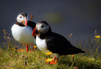 Iceland, The Puffins of Dyrhólaey