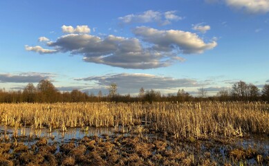 backwaters covered with reeds, wild nature, natural landscape,Europe,Poland