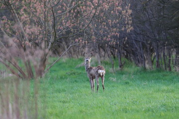 deer in the forest, Poland
