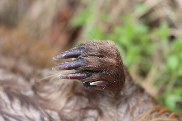 beaver paw, wild animal claws