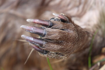 beaver paw, wild animal claws