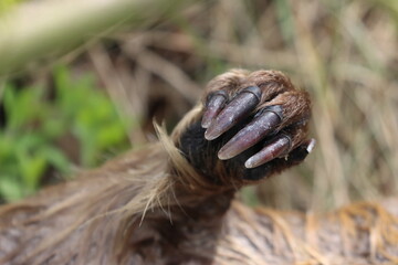 beaver paw, wild animal claws