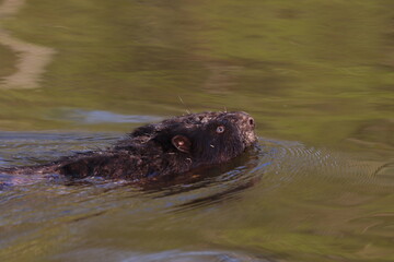 beaver swimming in the water