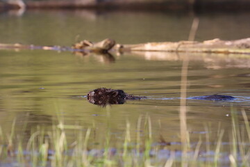 beaver on the lake