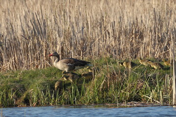 wild greylag goose with offspring on the lake shore