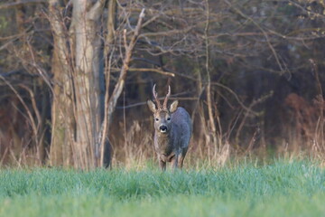 deer in the forest, Poland
