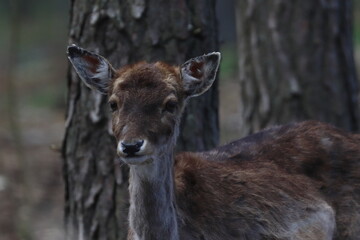 white deer, young dama dama