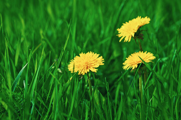 Yellow dandelions blooming in green grass