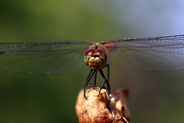 dragonfly