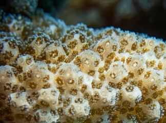Close Up Detail of Coral Underwater in Hawaii - 431076716