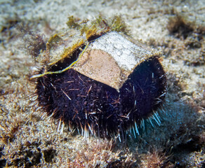 Collector Sea Urchin Has Used Bandaid Stuck to Shell Underwater - 431076725