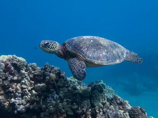 Sea Turtle Glides over Coral Reef in Clear Blue Water