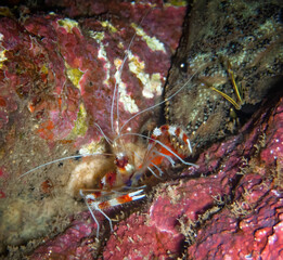 Close Up Banded Coral Shrimp Underwater on Reef