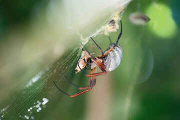 Intricate Spider Web: A Spider's Masterpiece