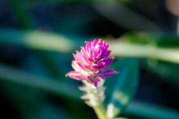 Lilac Serenity: A Delicate Blossom in Shades of Purple