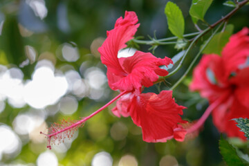 Exotic Elegance: Capturing the Beauty of a Hibiscus Flower