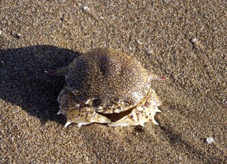 Shore crab Kanazawa Japan Sea Coast