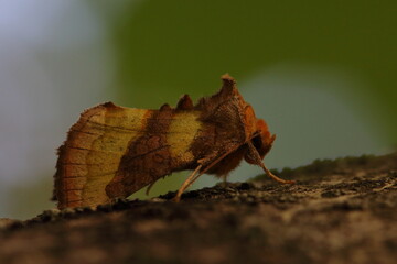 burnished brass