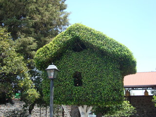 Árbol  podado en forma de casa 4