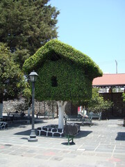 Árbol  podado en forma de casa 2