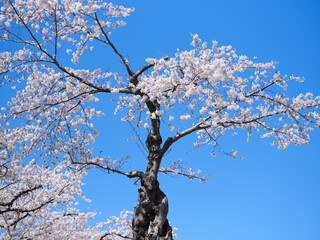 桜と青空