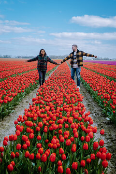 Aerial view of bulb-fields in springtime, colorful tulip fields in the Netherlands Flevoland during Spring, fields with tulips, couple men and woman in flower field