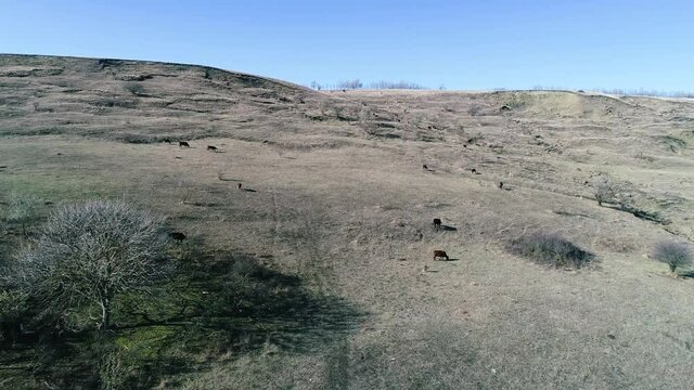 Flying over a field with grazing cows