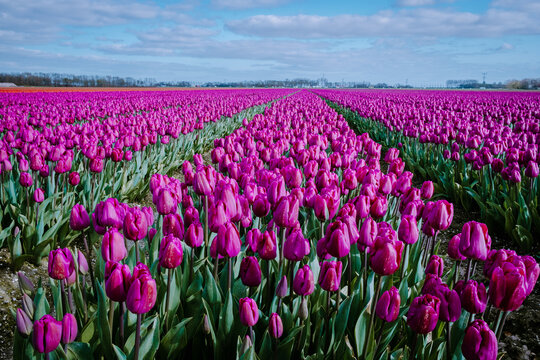 Aerial view of bulb-fields in springtime, colorful tulip fields in the Netherlands Flevoland during Spring, fields with tulips