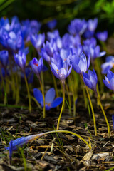 
 Сохранить
Скачать изображение для предпросмотра
Blue crocus flowers. Spring fresh field. Saffron in the garden in the sunlight. Abundant blossoming at spring and autumn. Floral botanical background.