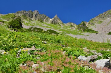 花咲き誇る盛夏の涸沢カール　