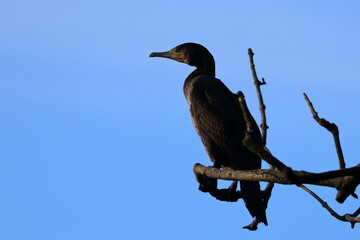 cormorant