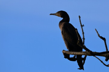 cormorant