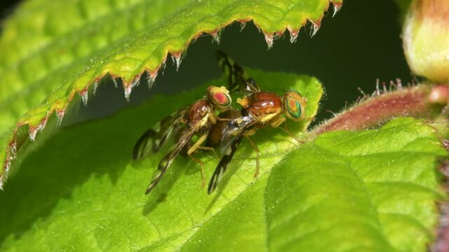 Celery Leaf Mining Fly, Celery Fly, Hogweed Picture-Wing Fly, Euleia heraclei - pair during copulation