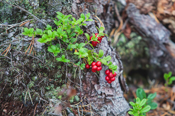 Process of collecting and picking berries in the forest of northern Sweden, Lapland, Norrbotten, near Norway border, girl picking cranberry, lingonberry, cloudberry, blueberry, bilberry and others