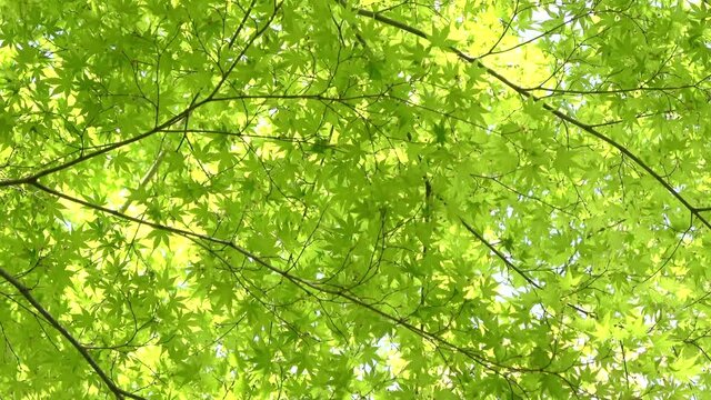 ヤマモミジ・新緑（ムクロジ科・カエデ属）