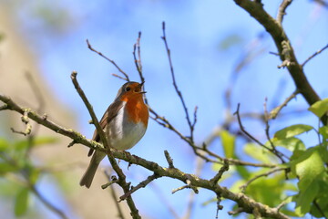 robin