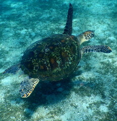 Obraz premium Costa Rica Pacific sea life