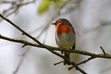 robin