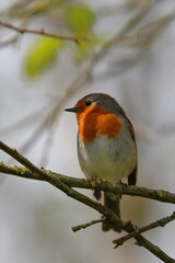 robin