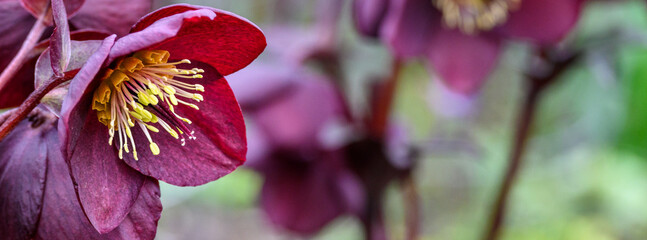 Dark maroon blooms of a hellebore growing in a spring garden, as a nature background
