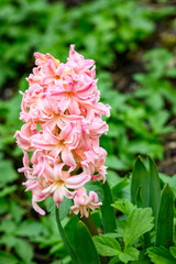 Pastel orange flowers on fragrant hyacinth plant blooming in a spring garden
