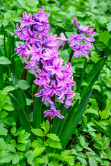 Light purple flowers on fragrant hyacinth plants blooming in a spring garden
